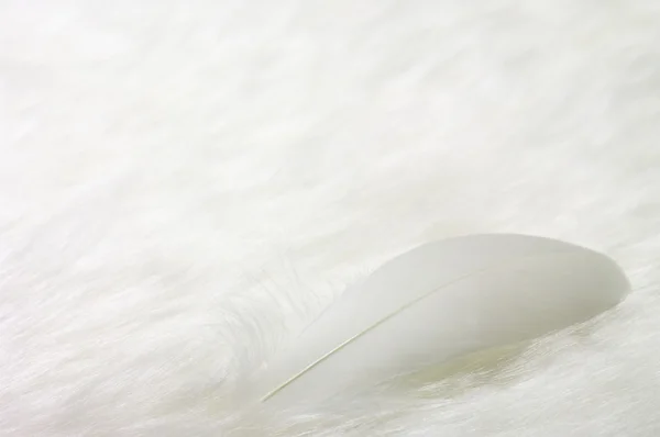 Feather on white fake fur — Stock Photo, Image