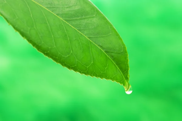 Foglia con goccia d'acqua — Foto Stock