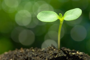 Sunflower sprout on green bokeh background.(horizontal) clipart