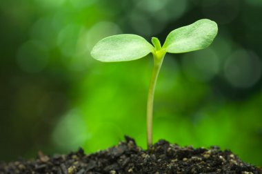 Sunflower sprout on vivid green bokeh background.(horizontal) clipart