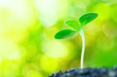 Ayçiçeği Filiz sarı bokeh arka plan üzerinde. (yatay)