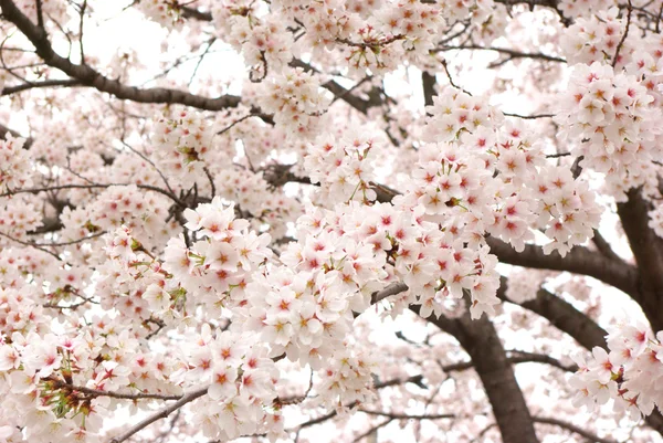 Kirschbäume in voller Blüte. — Stockfoto