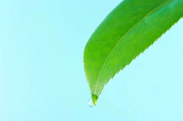 Bladeren met waterdruppel. (horizontale) — Stockfoto