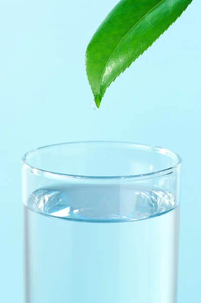 Glass of water and camellia leaf with drop. — Stock Photo, Image