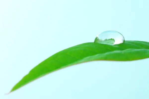 Waterdruppel op blad. — Stockfoto