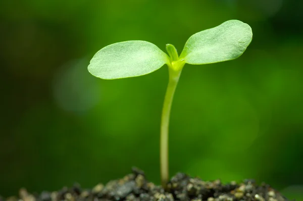Sunflower sprout on jungle green background. — Stock Photo, Image