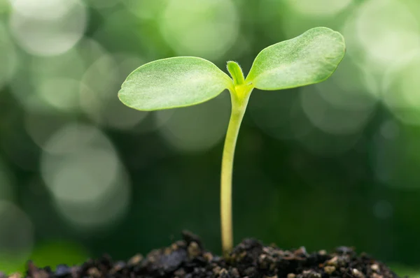 Sunflower sprout on bokeh background. — Stock Photo, Image