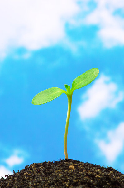 Sunflower sprout on blue sky background.(vertical)