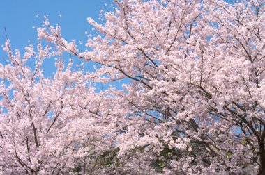 iki kiraz ağaçlarında tam çiçeği.