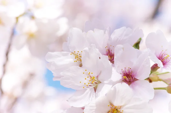 Nahaufnahme von Kirschblüten. — Stockfoto