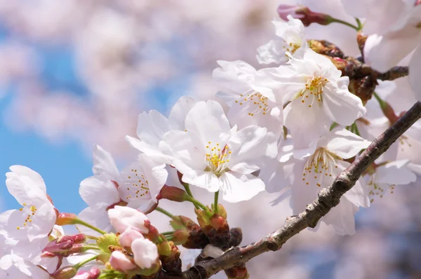 Kirschblüten am Zweig. — Stockfoto