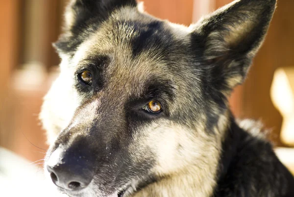 Perro pastor — Foto de Stock