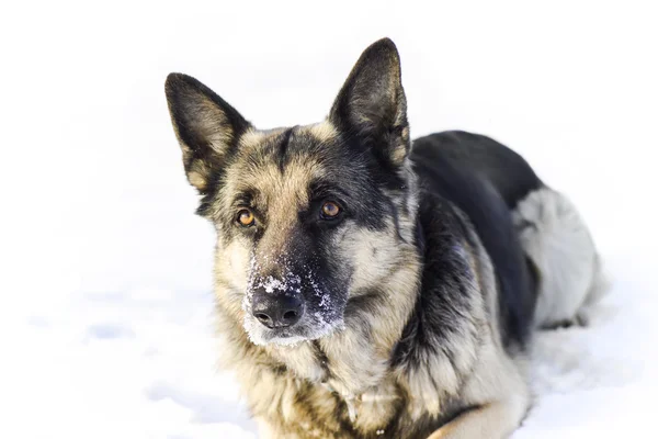 Perro en la nieve — Foto de Stock