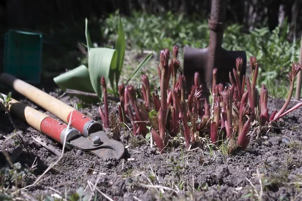 Gartenarbeit — Stockfoto