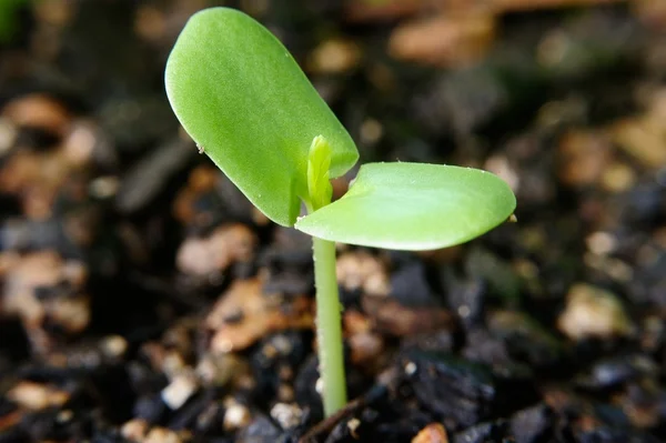 Frutos de casca — Fotografia de Stock