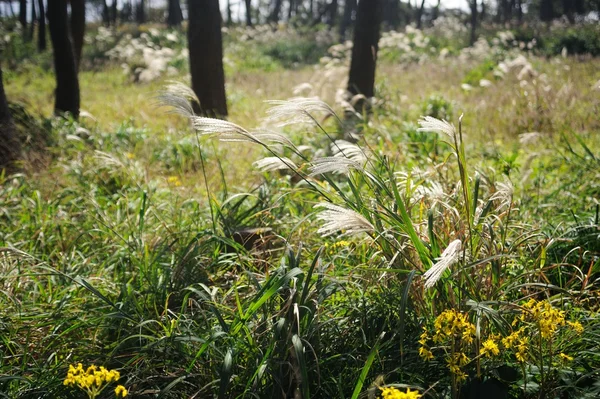 Bloem en gras — Stockfoto