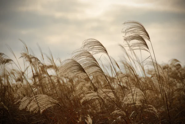 Reed... — Fotografia de Stock