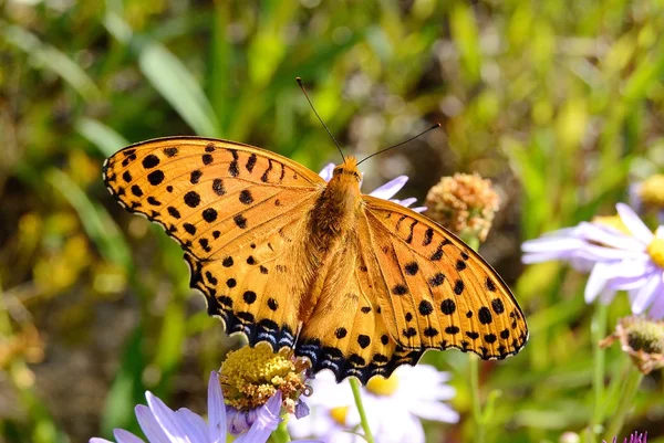 Yellow Butterfly — Stock Photo, Image