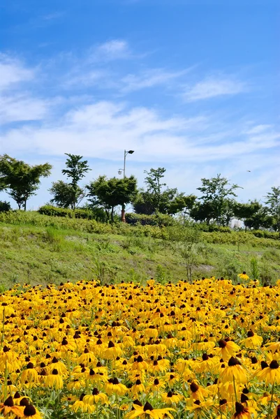 Rudbeckia and tree, sky — Stock Photo, Image