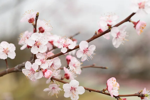 Cherry blossoms — Stock Photo, Image