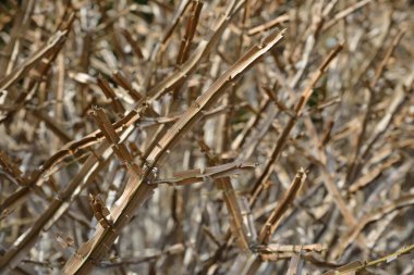 kanatlı euonymus, ok ağaç dal