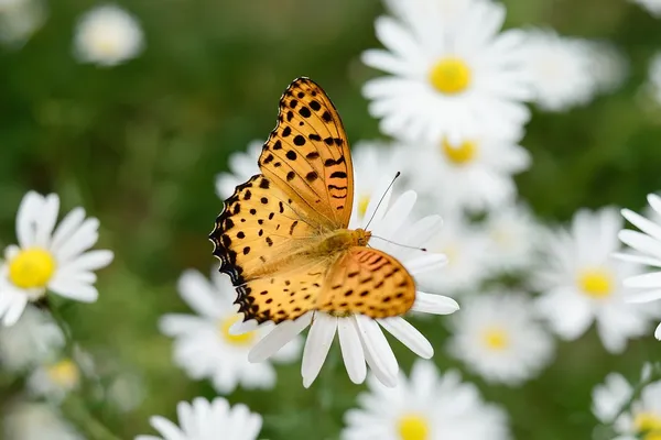 白い花に蝶 — ストック写真
