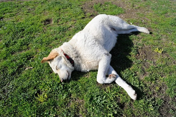Bílý pes spí na trávě — Stock fotografie