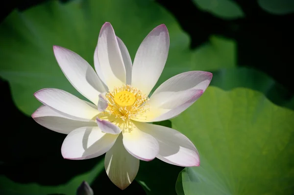White Lotus — Stock Photo, Image