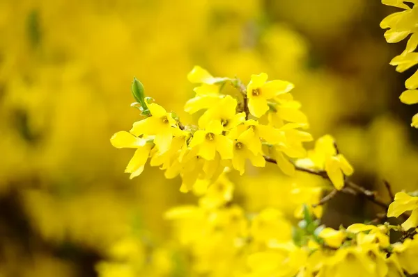 Fiori gialli di cespuglio di forsizia — Foto Stock