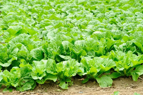 Campo di cavolo cinese nel lato campagna — Foto Stock