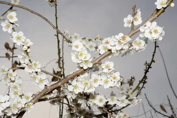 Fiori di un albero di un'albicocca — Foto Stock