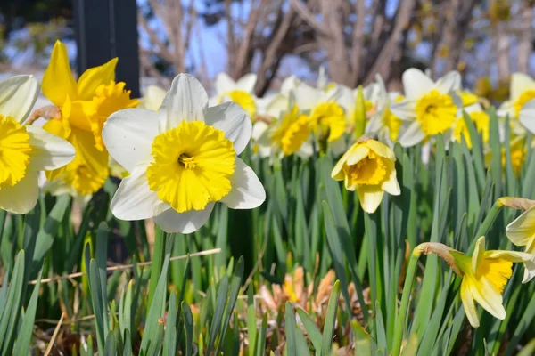 Daffodils in the field — Stock Photo, Image