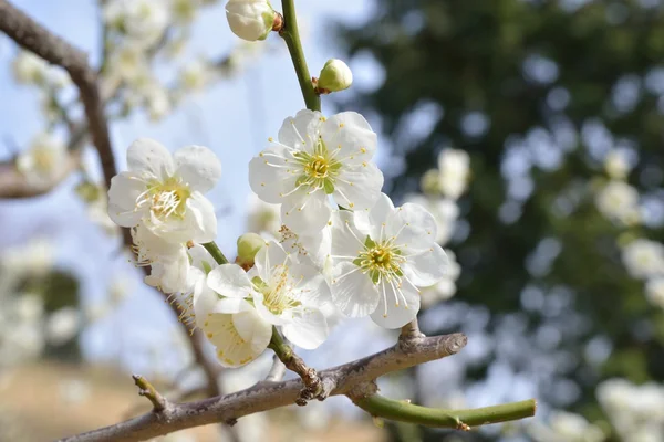 Flowers of a tree of an apricot — Stock Photo, Image