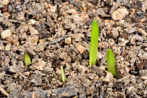 Eine Knospe Schlangenbart — Stockfoto