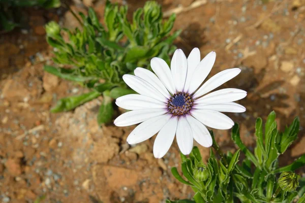 Weiße Dimorphotheca-Blume — Stockfoto