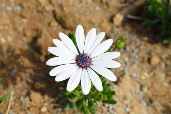 Белый цветок диморфотеки — стоковое фото