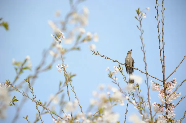 A bird on a branch — Stock Photo, Image