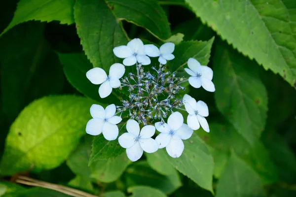 En closeuped hydrangea blomman — Stockfoto