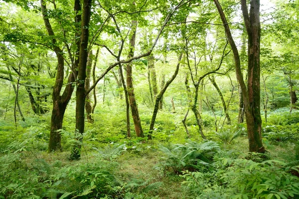 Estrada da floresta saryeoni — Fotografia de Stock