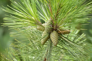 Green pine cone of pine tree clipart