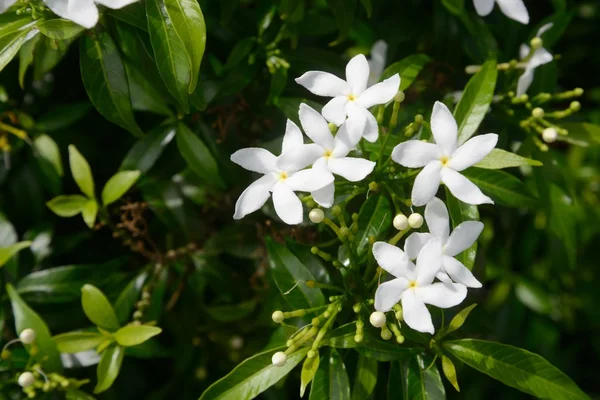 Biały kwiat drzewa zielone — Zdjęcie stockowe