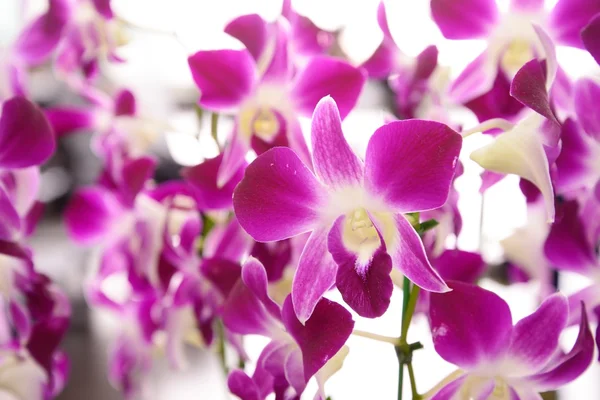 Violet flowers of orchid — Stock Photo, Image