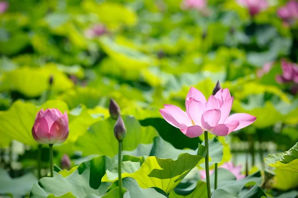 Pink Lotus in lake — Stock Photo, Image