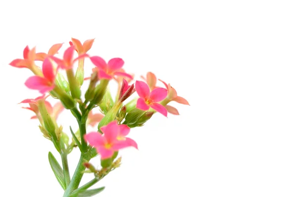 Kalanchoe blossfeldiana flowers, isolated on white — Stock Photo, Image
