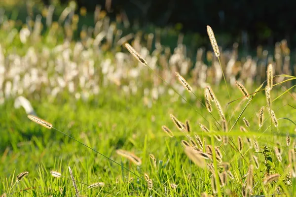 Närbild av foxtails i fältet — Stockfoto