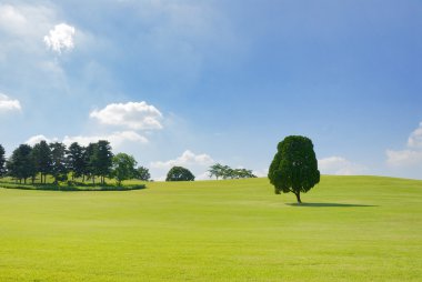 Kore olympic park alanında tek ağaç