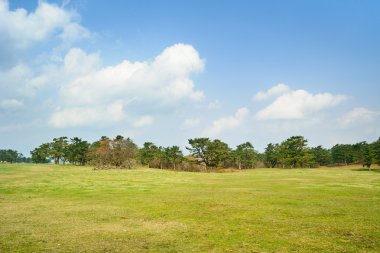 yeşil çim alan ve Kore jeju adasında mavi gökyüzü