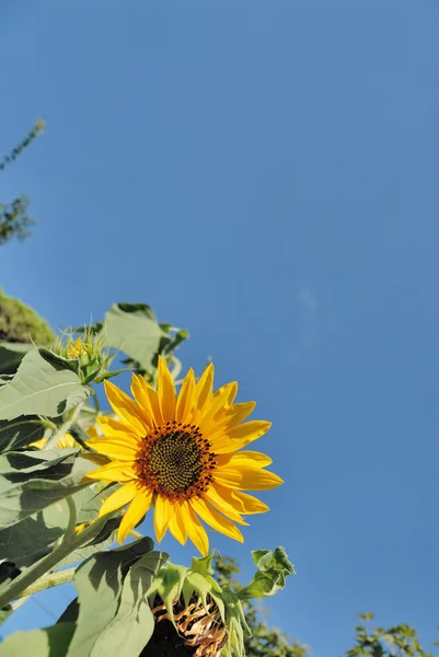 Closeup of Sunflower on clear blue sky — Stock Photo, Image