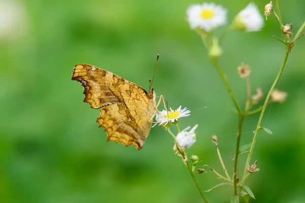 Wild butterfly on white flower — Stock Photo, Image