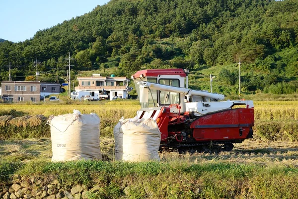 Combinar, cosechadora en arroz paddy —  Fotos de Stock
